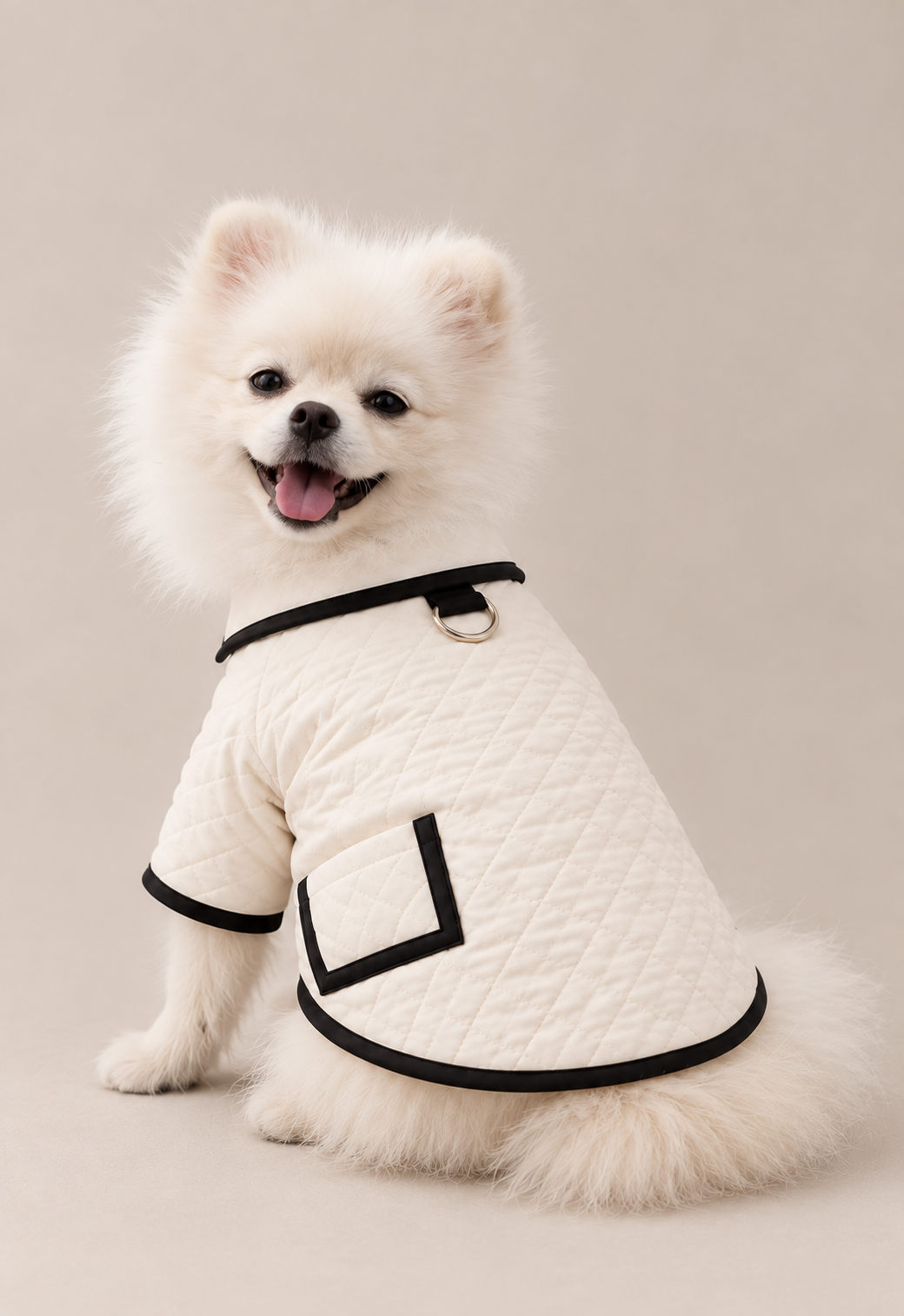 A small white dog wearing a cream quilted CHILLI coat with black trim